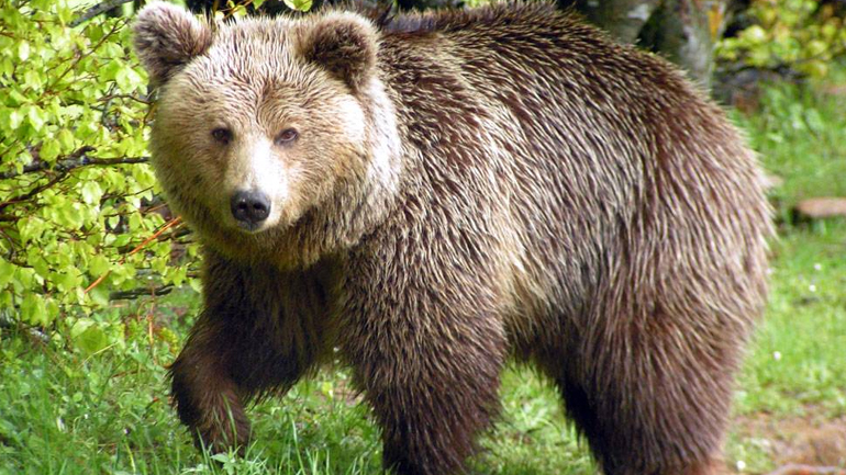 Αρκτούρος: Αυξάνεται ο πληθυσμός των αρκούδων στην Ελλάδα Αρκτούρος: Αυξάνεται ο πληθυσμός των αρκούδων στην Ελλάδα