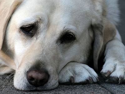 Μυστήριο με τη δηλητηρίαση χιλιάδων σκύλων από σκυλοτροφή
