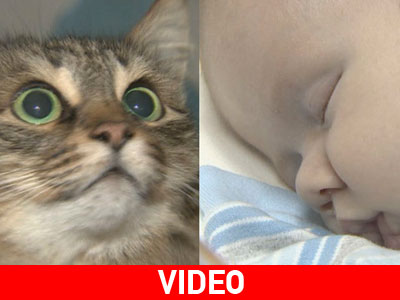 Αδέσποτη γάτα έσωσε βρέφος που είχε εγκαταλειφθεί κοντά σε κάδο