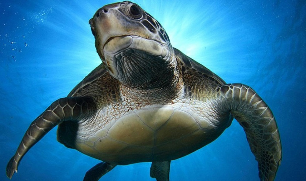 H φύση με τη ματιά του National Geographic