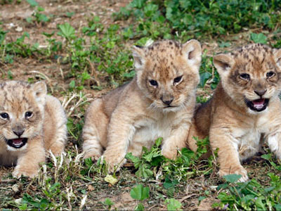 Υιοθέτησε τρία λιοντάρια και τα ονόμασε… Πούτιν, Ομπάμα και Μέρκελ!