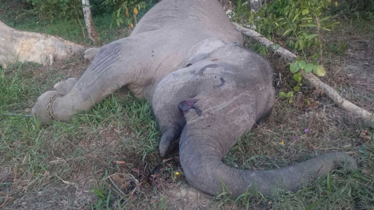 Λαθροκυνηγοί σκότωσαν έναν σπάνιο ελέφαντα της Σουμάτρας για να του κλέψουν τους χαυλιόδοντες