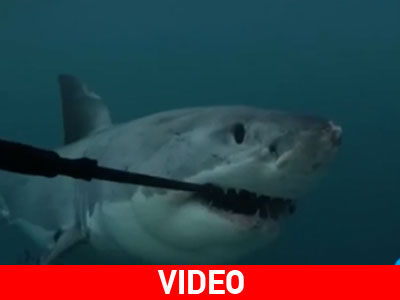 Καρχαρίας Vs δυτών