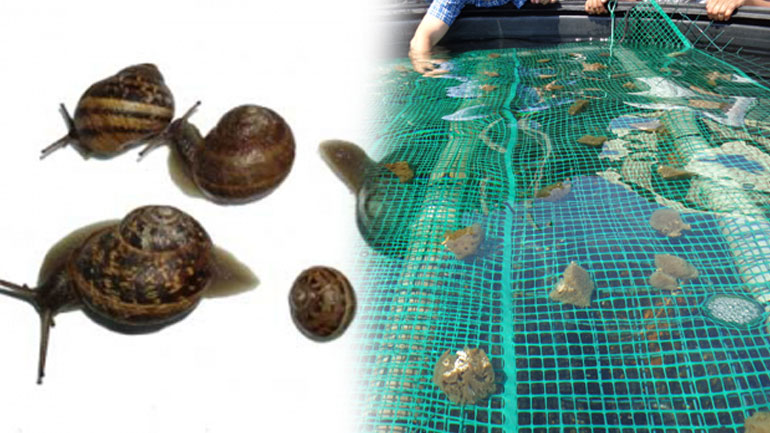 Παν. Θεσσαλίας: Παραγωγή κολλαγόνου από σφουγγάρια και σαλιγκάρια!