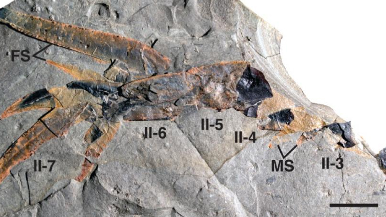 Ανακαλύφθηκε γιγάντιος θαλάσσιος σκορπιός με… αρχαιοελληνικό όνομα