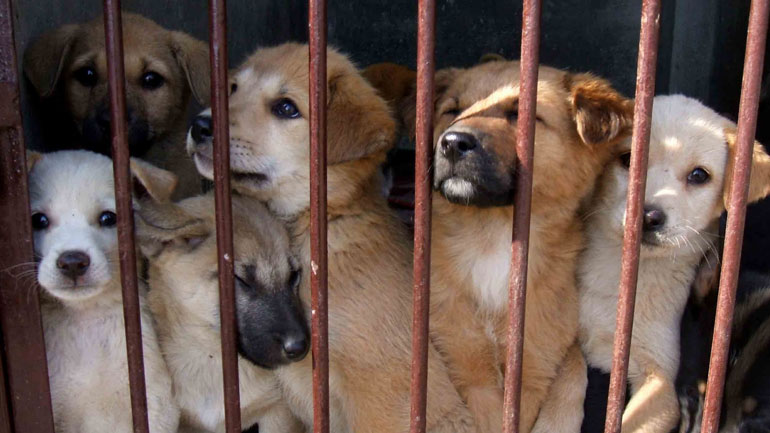 Αγώνας υπέρ των ζώων: Βρετανίδα συγκέντρωσε 1.416 λίρες για τα αδέσποτα της Ζακύνθου
