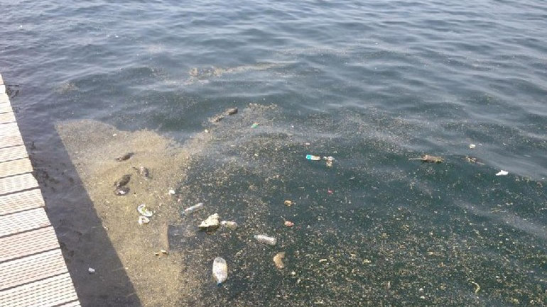 Kαθαρίζουν τον Θερμαϊκό από τα… ποντίκια