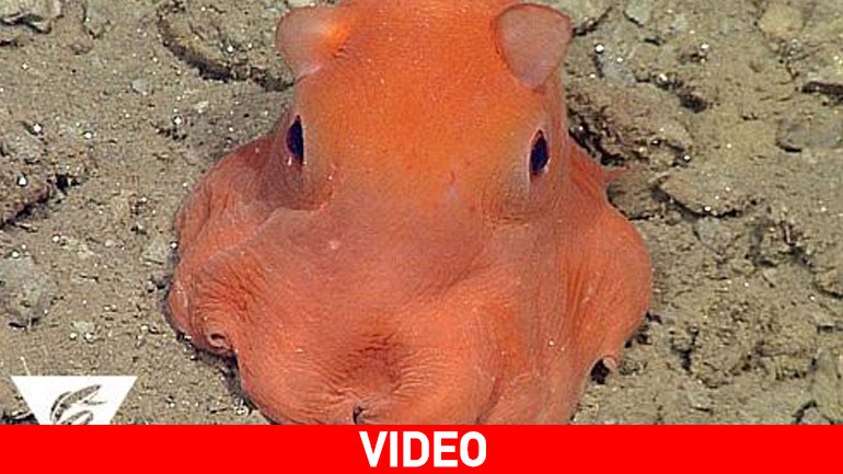 Το πιο… αξιολάτρευτο χταπόδι