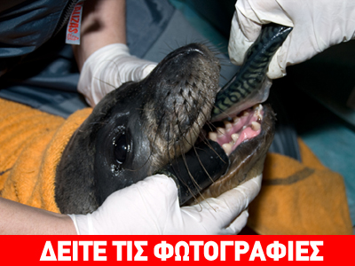 Μικρή φώκια εντοπίστηκε σε κακή κατάσταση στη Σύρο