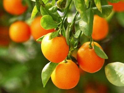 Μανταρίνι: Πλούσιο σε βιταμίνη C