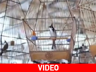 Διαγωνισμός τραγουδιού για… πουλιά!