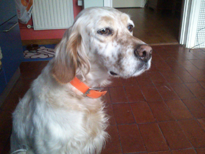 Βρέθηκε σέττερ στο Π. Ψυχικό