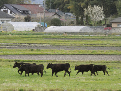 Υψηλές συγκεντρώσεις καισίου σε βοδινό κρέας από τη Φουκουσίμα