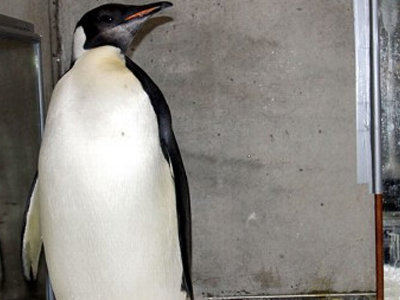 Αναζητώντας τον «Happy Feet»