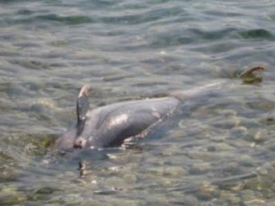 Νεκρό δελφίνι στο Μάλεμε Χανίων