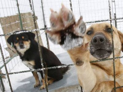 Πογκρόμ κατά αδέσποτων στην Ουκρανία