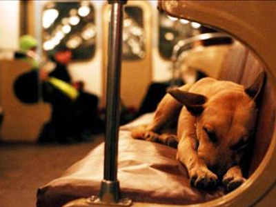 Οργή για την ευθανασία αδέσποτων στην Ρουμανία