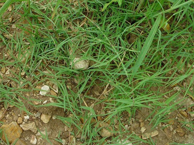 Βότανα: το φαρμακείο της φύσης