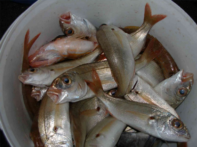 Τροφές που ωφελούν τον εγκέφαλο