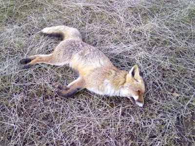 Δηλητηρίασαν σκυλιά, αλεπούδες και κουνάβια