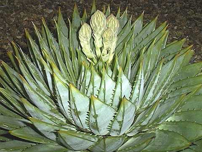 Οι θεραπευτικές ιδιότητες της αλόης