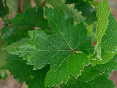 Κλέβουν ακόμη και… αμπελόφυλλα