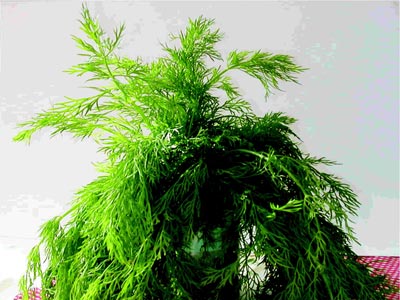 Άνηθος: Έχει πολλά θετικά για την υγεία σας