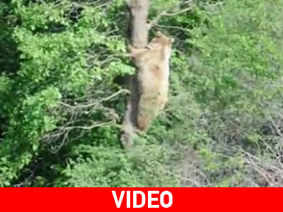 Μετακόμιση… οικογένειας αρκούδων από τον «Αρκτούρο»