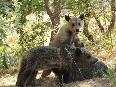 Ξύπνησαν τα αρκουδάκια!