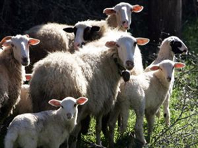 Νέα έξαρση των ζωοκλοπών στην Κρήτη