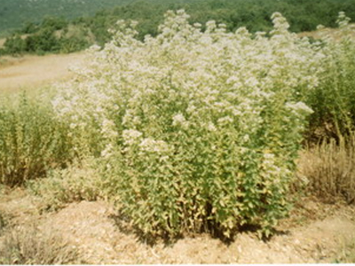 Οι διατροφικές ιδιότητες της ρίγανης