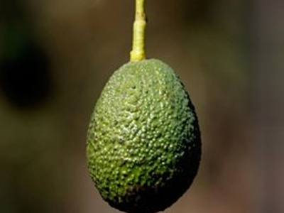 Αβοκάντο κατά της χοληστερίνης Αβοκάντο κατά της χοληστερίνης