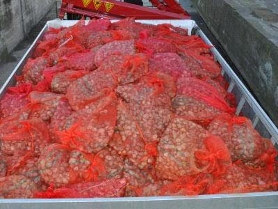 Εντοπίστηκαν 5,3 τόνοι ακατάλληλων οστράκων