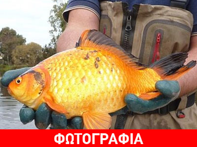 Χρυσόψαρο-τέρας στη Δυτική Αυστραλία!