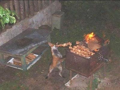 Μια αλεπού… κομάντο!