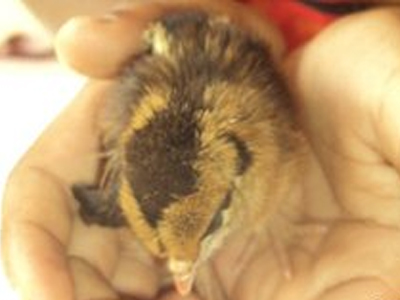 Κότα γέννησε κοτόπουλο χωρίς… αυγό!