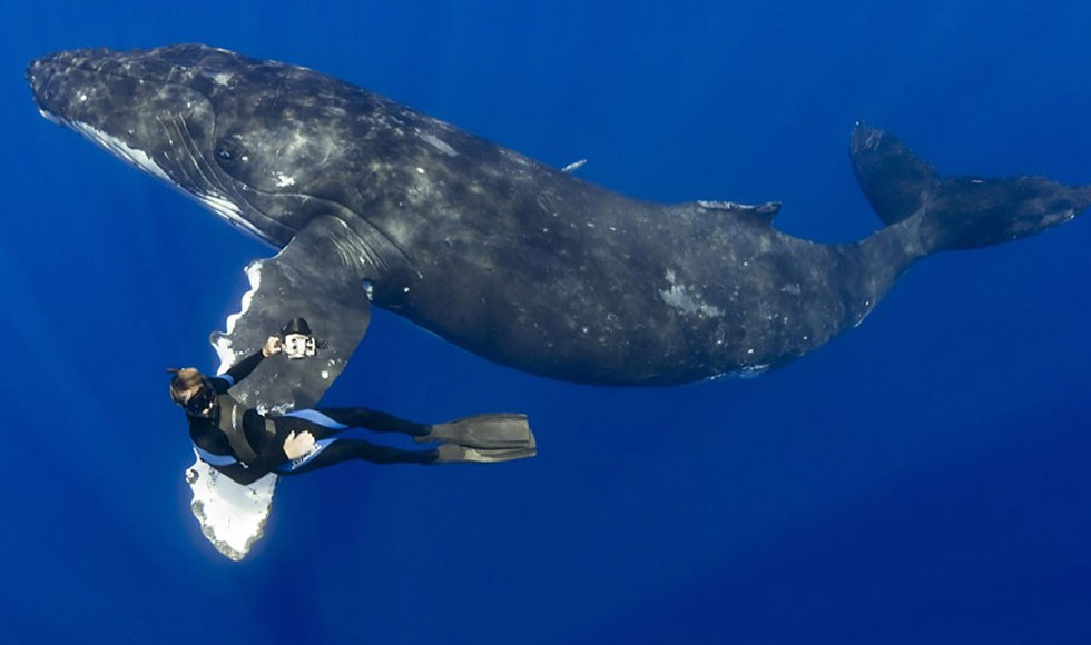 Κολύμπι παρέα με τη φάλαινα