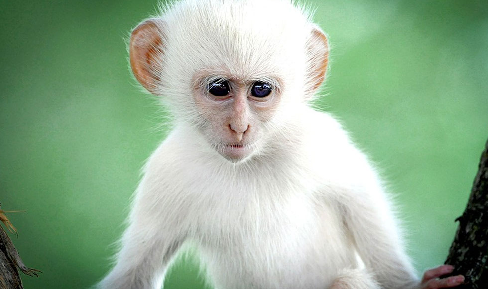 Ο άσπρος πίθηκος
