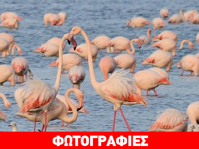 Η λιμνοθάλασσα του Μεσολογγίου έγινε… ροζ!