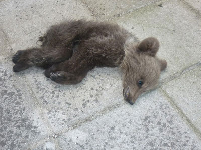 Ζαγόρι: Ξεψύχησε ορφανό αρκουδάκι