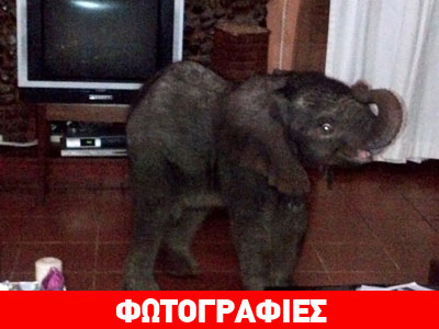 Εισβολή ελέφαντα σε σπίτι!