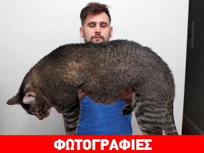 Γνωρίστε τον γάτο-γίγαντα!