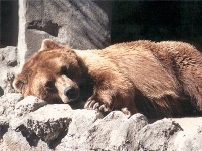 Χρήσιμες ιδέες για… αρκούδες, ασθενείς και αστροναύτες