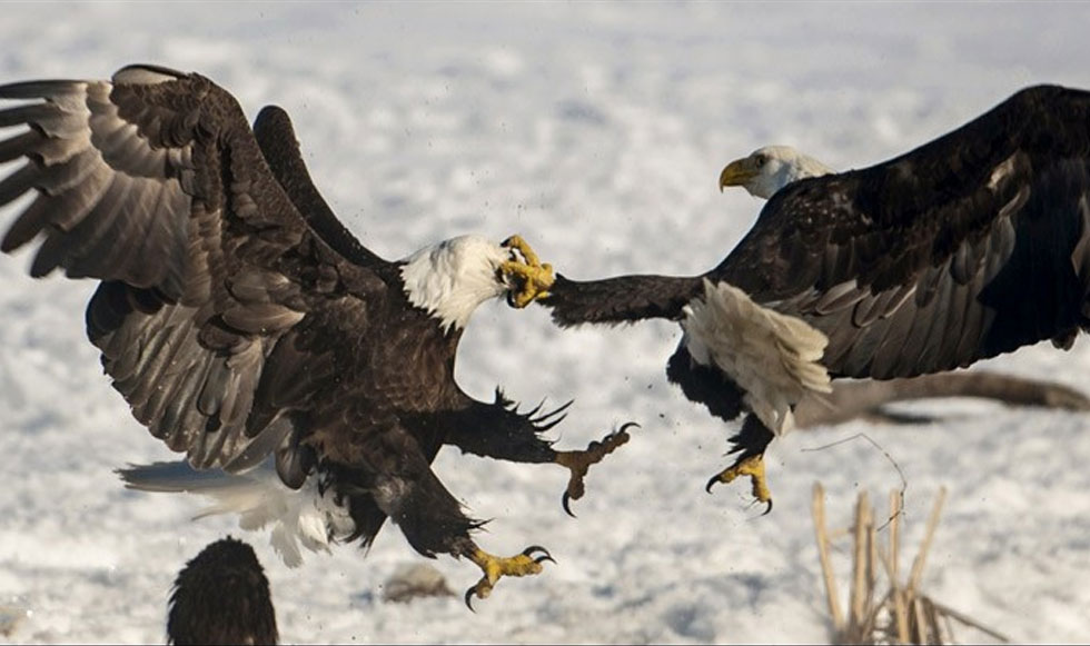 Μάχη “γιγάντων”