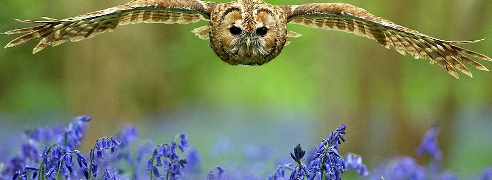 Το πέταγμα της κουκουβάγιας