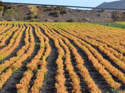 Στα «σκαριά» ο συνεταιρισμός οσπρίων και προϊόντων διατροφής