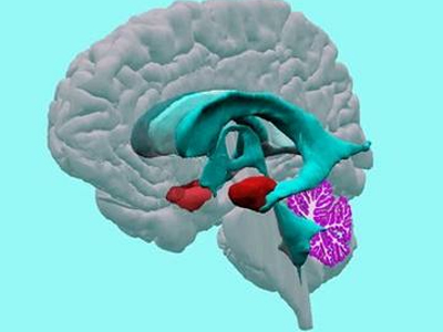 Η ανατομία του… φόβου