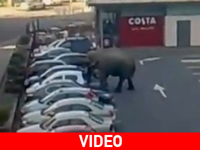 Ελέφαντας-δραπέτης αναστατώνει πάρκινγκ