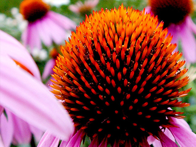 Εχινάκεια: το αντιβιοτικό της φύσης