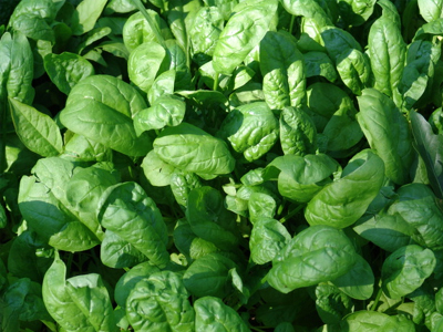 Σπανάκι για δυνατούς μυς!